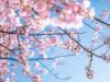 ディズニー ありがとうの神様が教えてくれたこと 読書感想