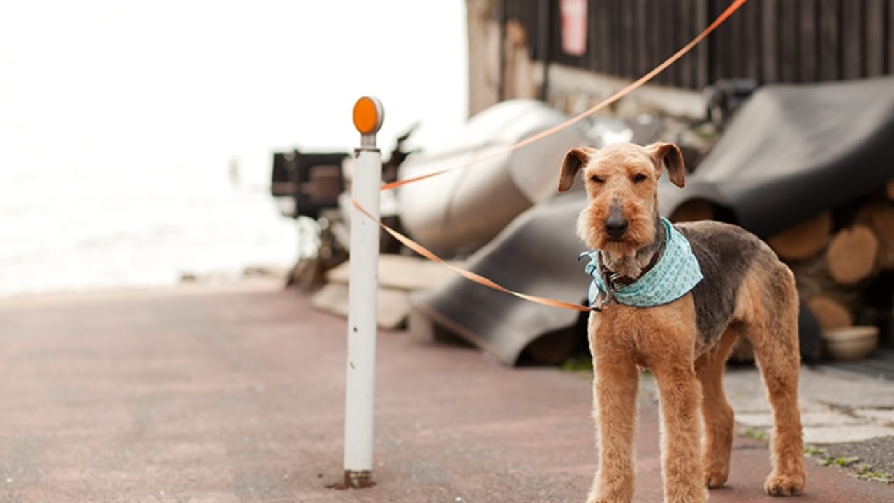 おしゃべり魔法犬 ファン あらすじ 感想 Cg映画コム