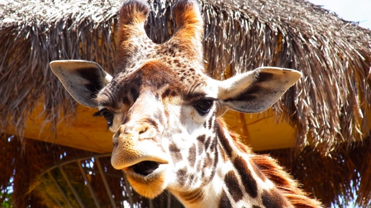 Mr ズーキーパーの婚活動物園 あらすじ 感想 誰かに話さずにはいられない映画 Cg映画コム